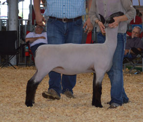 Sedalia - MidWest Stud Ram Sale